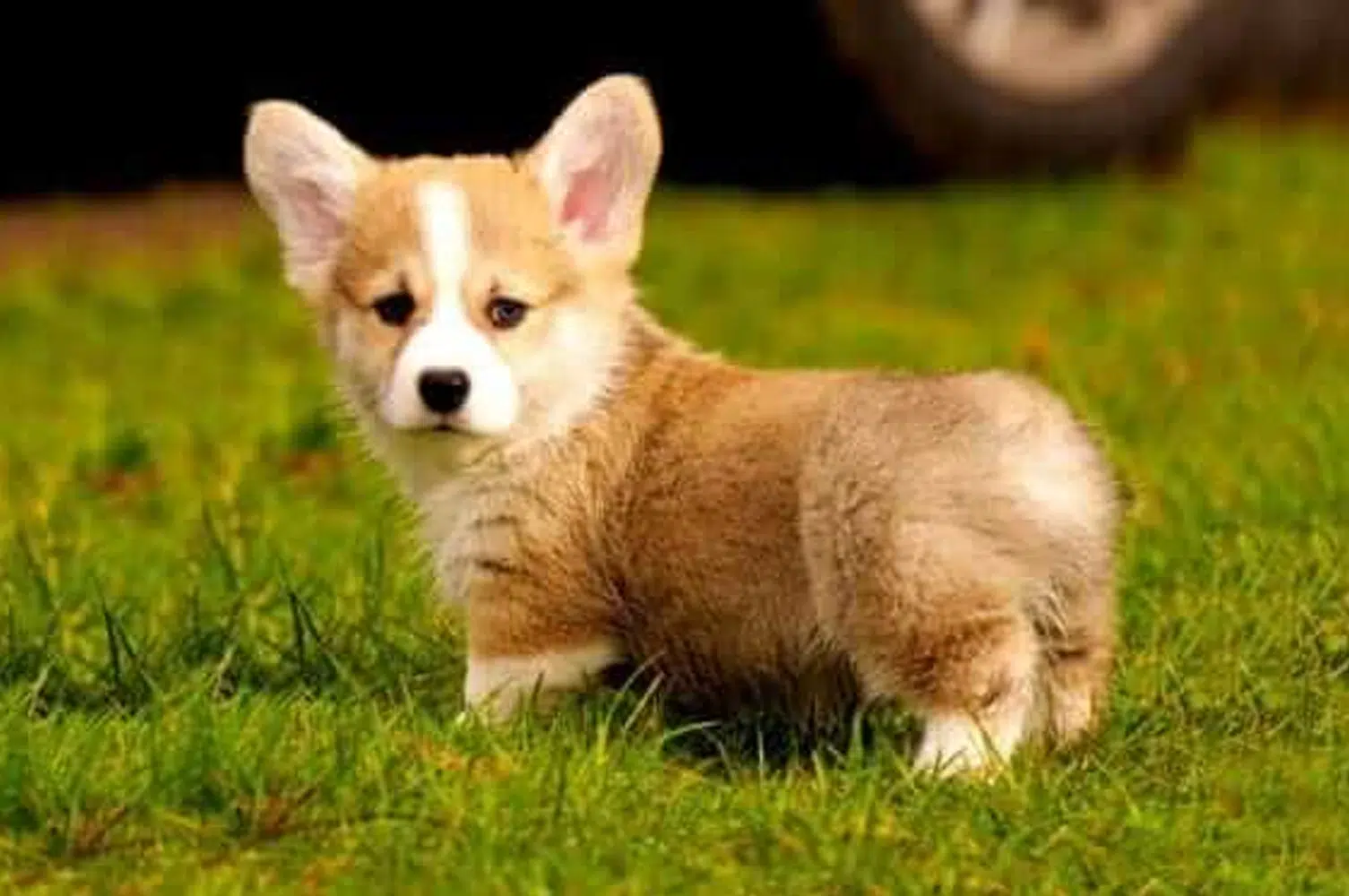 Do Purebred Corgi Dogs Have Tails