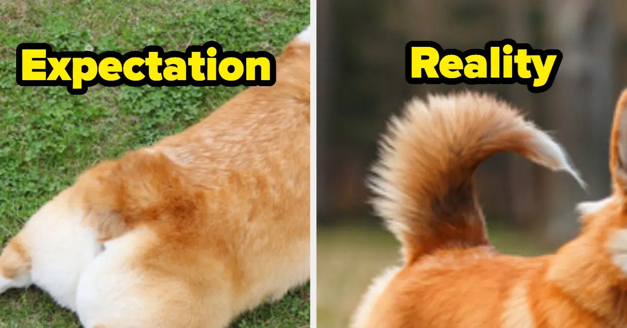 Do Purebred Corgi Dogs Have Tails