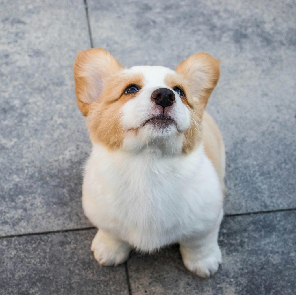 What are the prominent features of a purebred Corgi dog