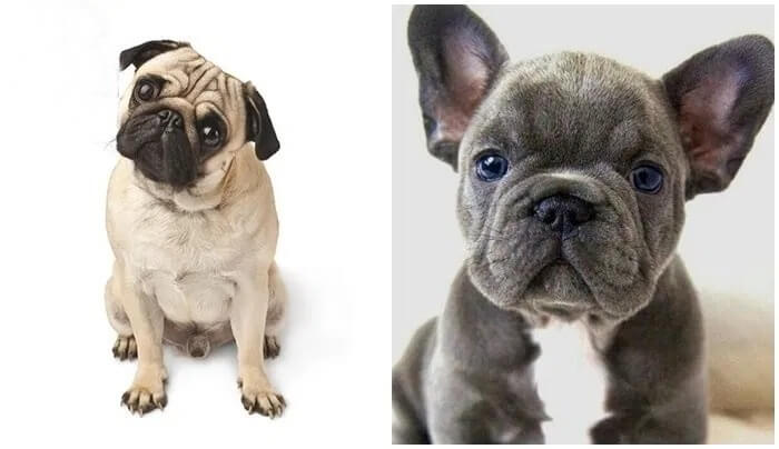 What is the Origin and Appearance of the Pug?