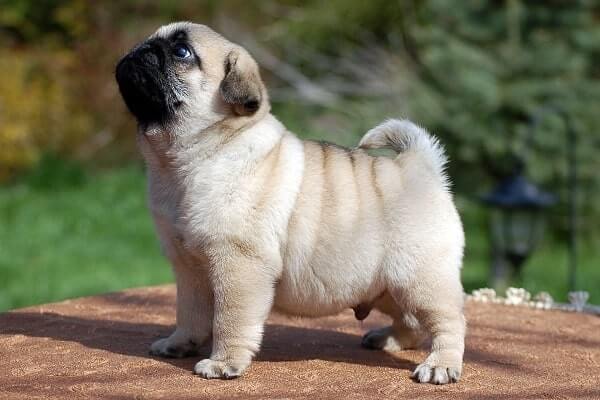 What is the Origin and Appearance of the Pug?