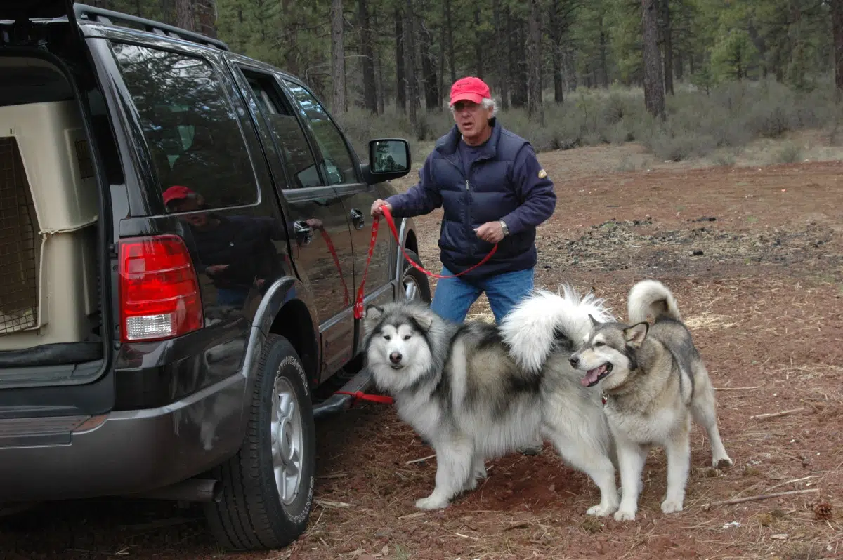 10 things to know about Alaskan Malamute