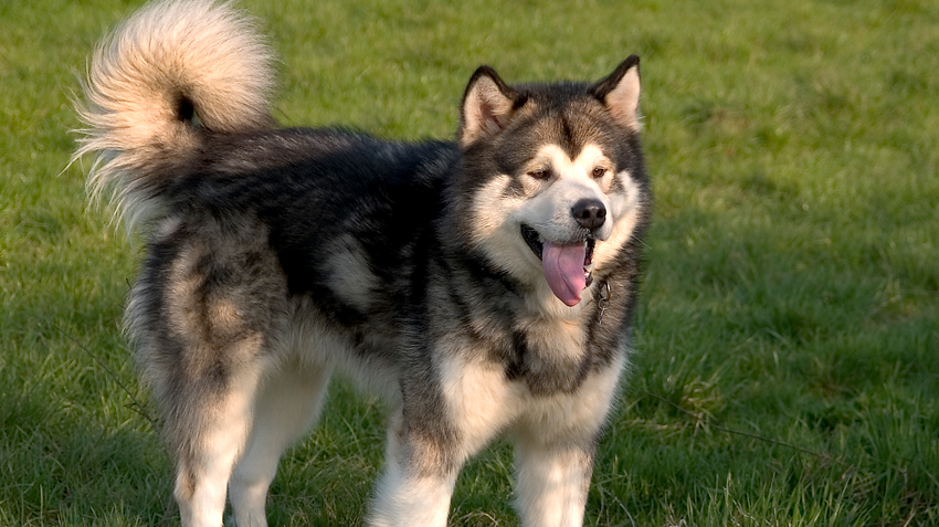 10 things to know about Alaskan Malamute