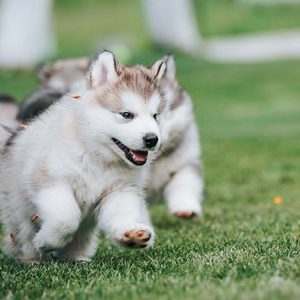 10 things to know about Alaskan Malamute