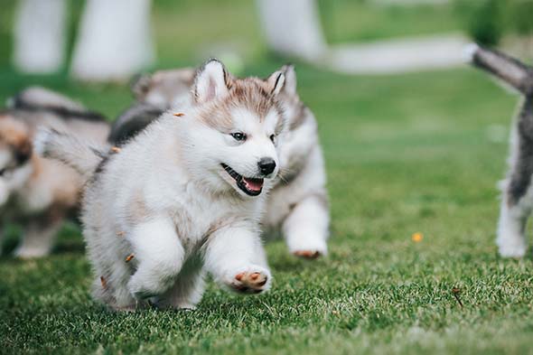 10 things to know about Alaskan Malamute