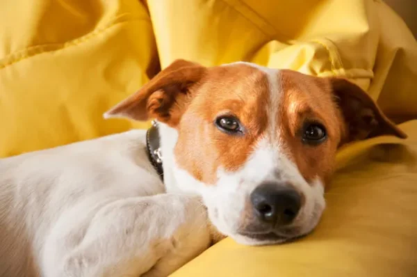 53 Diseases That Cause Dogs To Vomit
