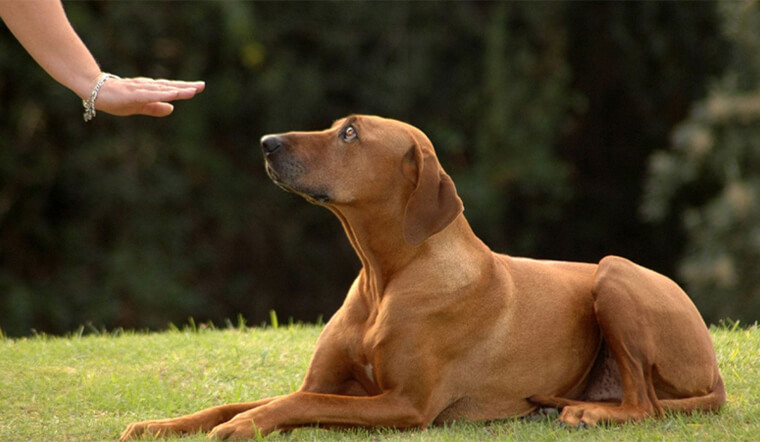 8 Effective Dog Train Tips to Teach Your Dog to Sit Still on Command