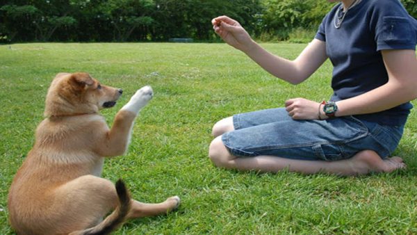 8 Effective Dog Train Tips to Teach Your Dog to Sit Still on Command