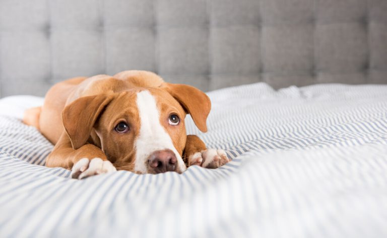 How to treat acute gastroenteritis in dogs