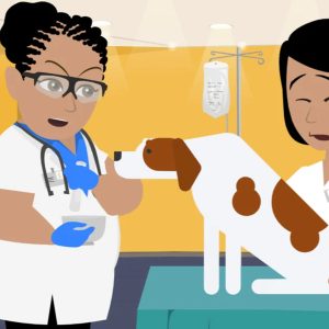 How to treat acute gastroenteritis in dogs