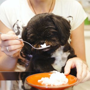 How to treat bloody diarrhea in dogs with medication?