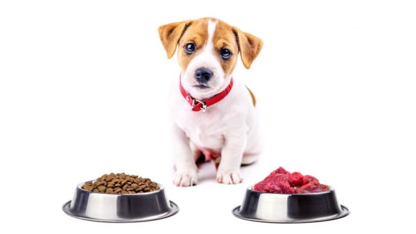 Puppy Feeding Guide for Optimal Health