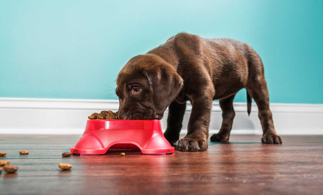 Puppy Feeding Guide for Optimal Health