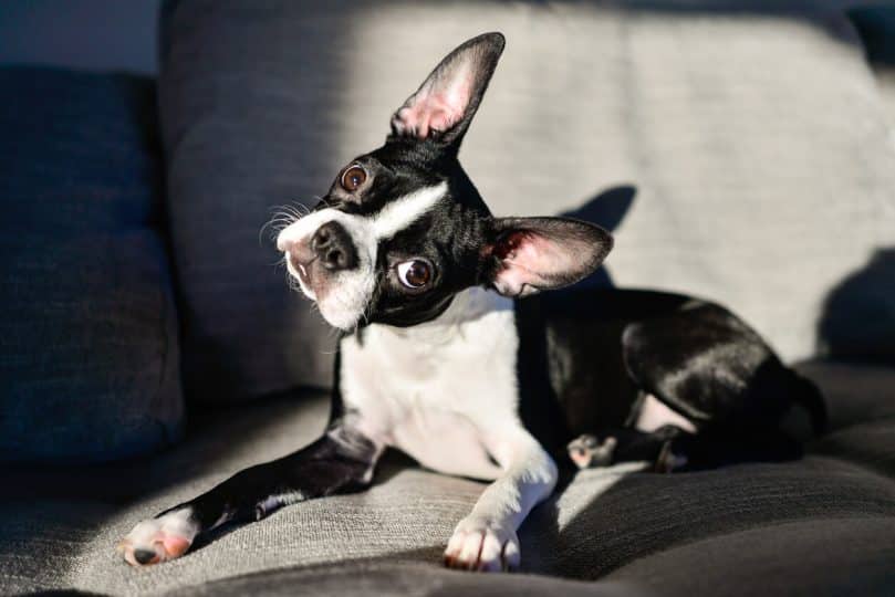 The Meaning Of The Behavior When The Dog Has Folded Ears And Pricked Ears