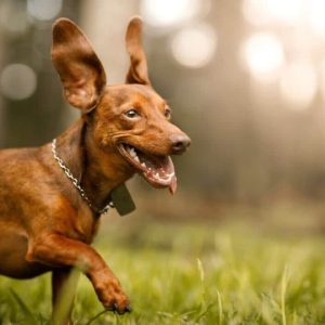 The Meaning Of The Behavior When The Dog Has Folded Ears And Pricked Ears