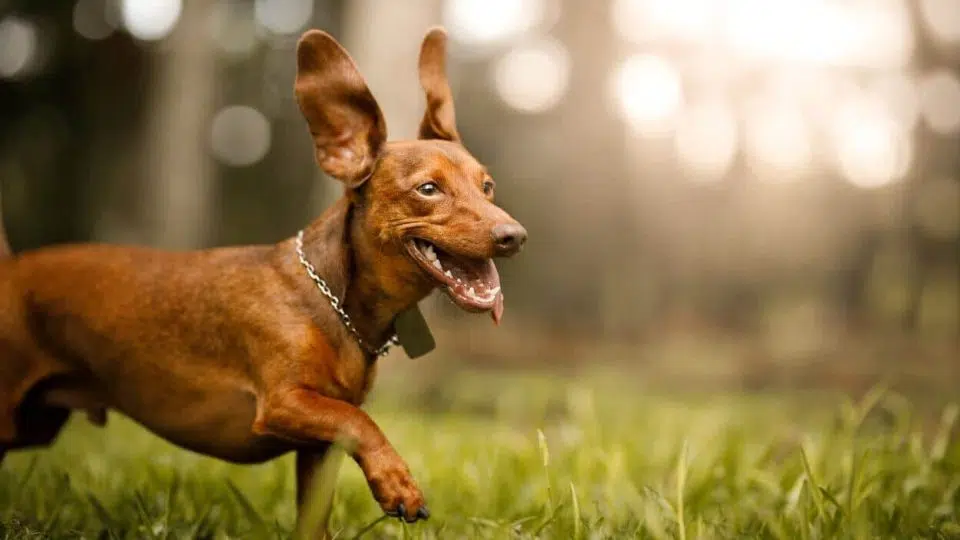 The Meaning Of The Behavior When The Dog Has Folded Ears And Pricked Ears