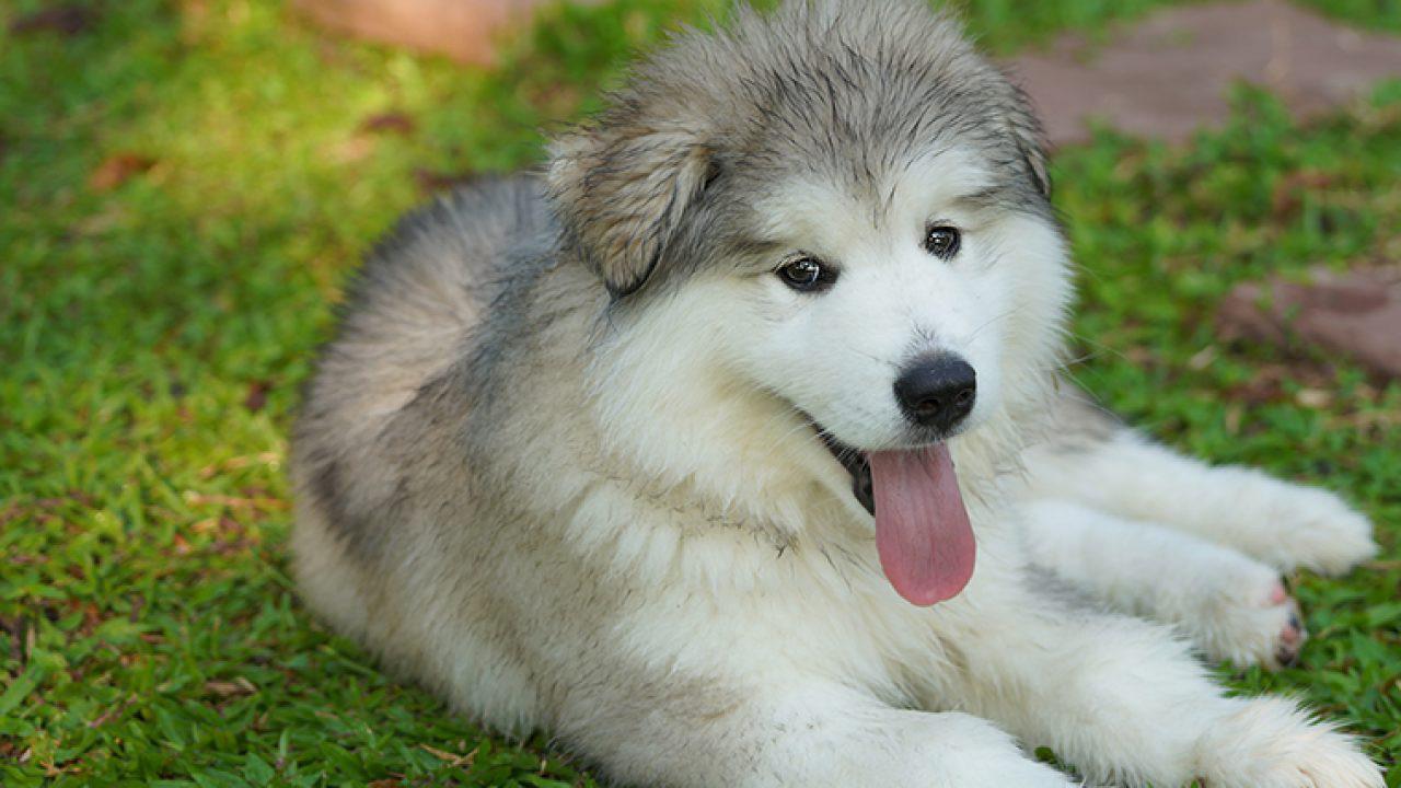 What should you pay attention to when taking care of a 2-month-old Alaskan puppy?