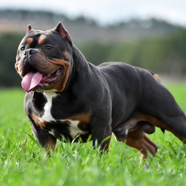 Experience in raising muscular and healthy Bully dogs