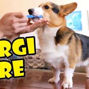How to Take Care of a Corgi