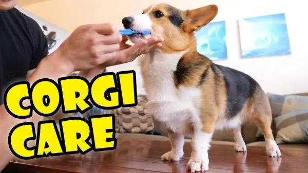 How to Take Care of a Corgi
