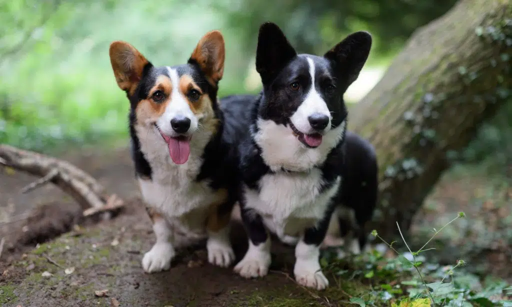 The Origins of Pembroke Welsh Corgi and Cardigan Welsh Corgi