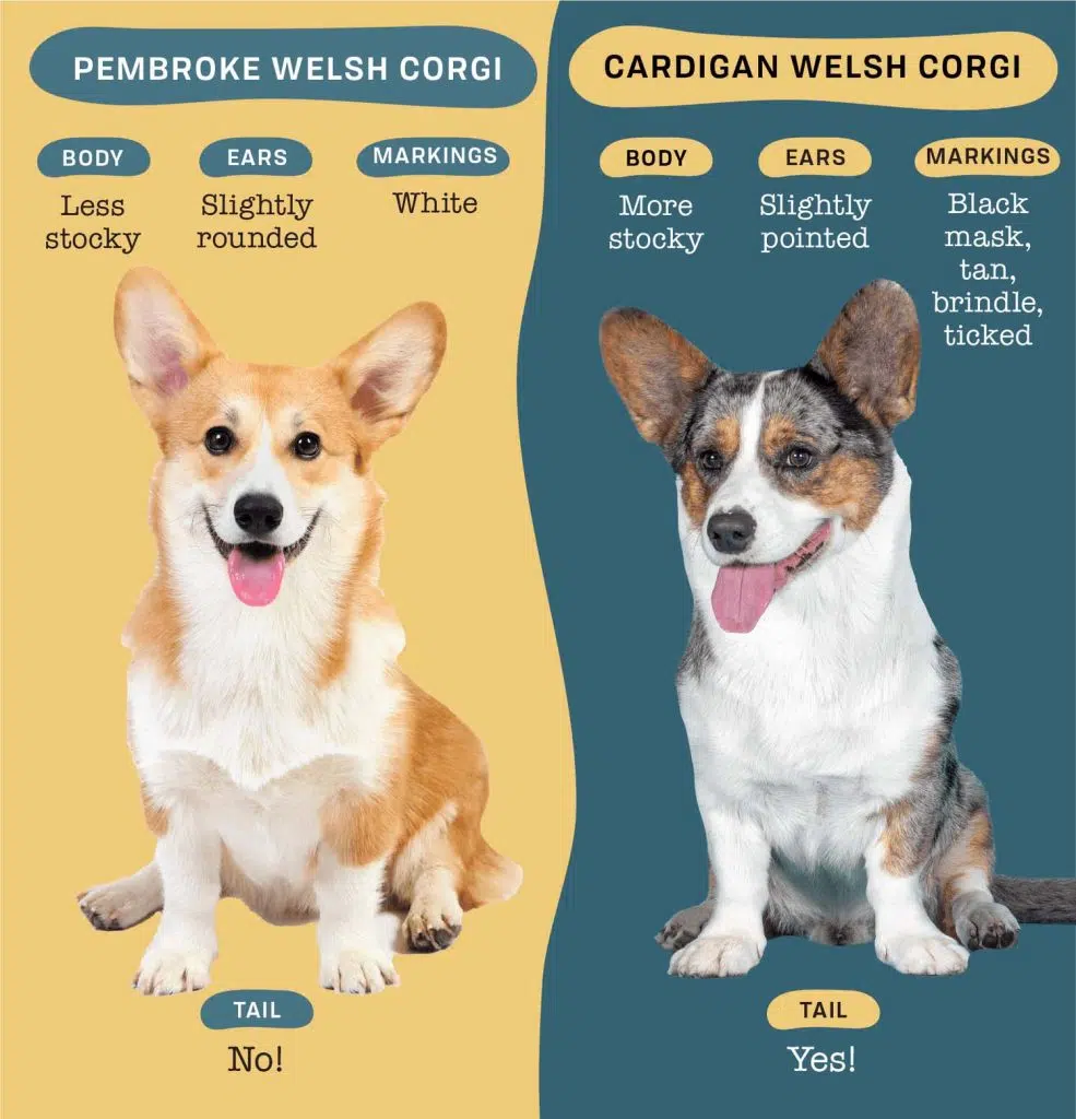 The Origins of Pembroke Welsh Corgi and Cardigan Welsh Corgi