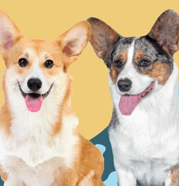 The Origins of Pembroke Welsh Corgi and Cardigan Welsh Corgi