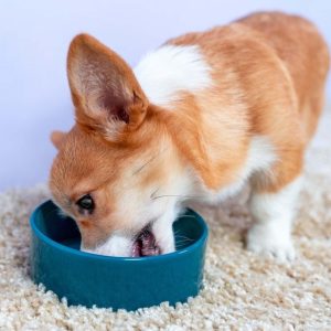 What Do Corgis Eat The Best Diet Guide for Your Corgi