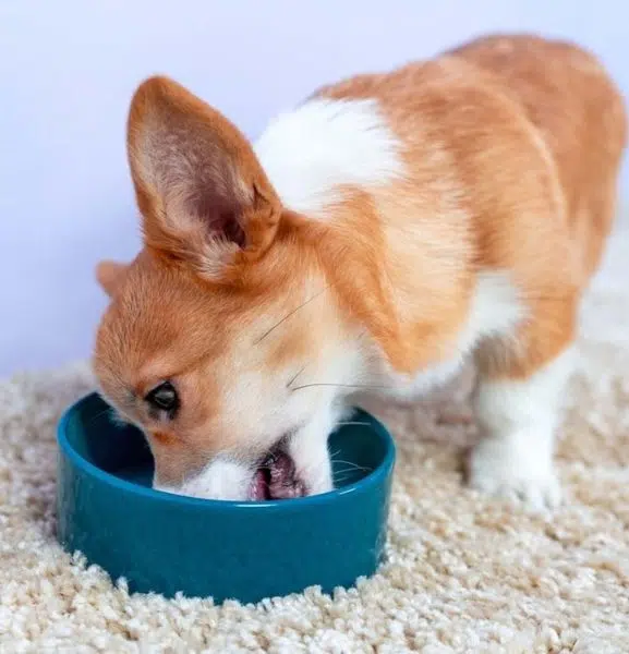 What Do Corgis Eat The Best Diet Guide for Your Corgi