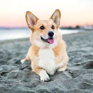 Why Is Corgi One of the Most Beloved Dog Breeds in the World