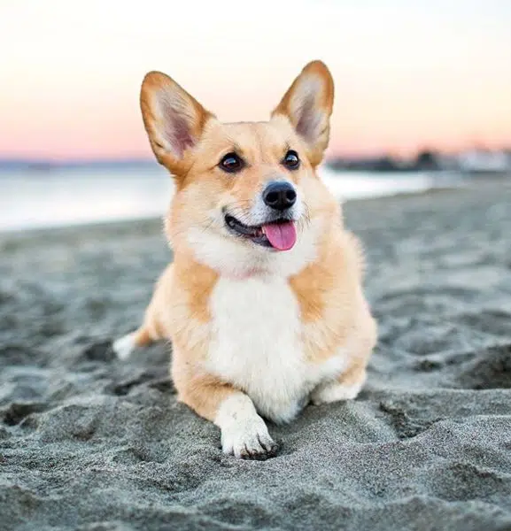 Why Is Corgi One of the Most Beloved Dog Breeds in the World