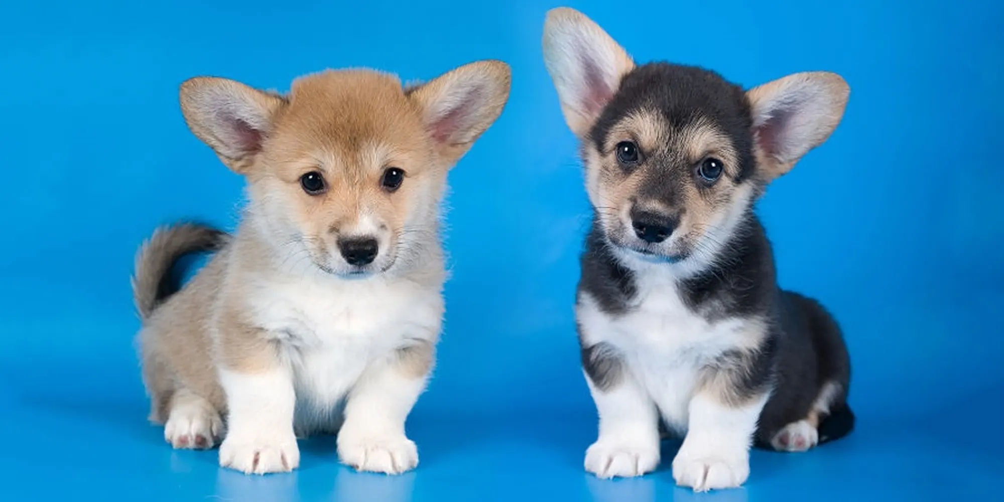 Was essen Corgis? Der ultimative Ernährungsleitfaden für Ihren Corgi